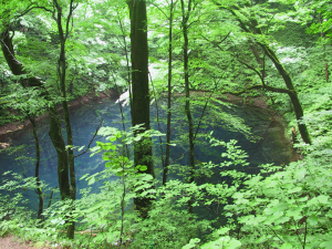 伸び盛る木々の葉ざわり惑い道