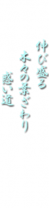 伸び盛る木々の葉ざわり惑い道