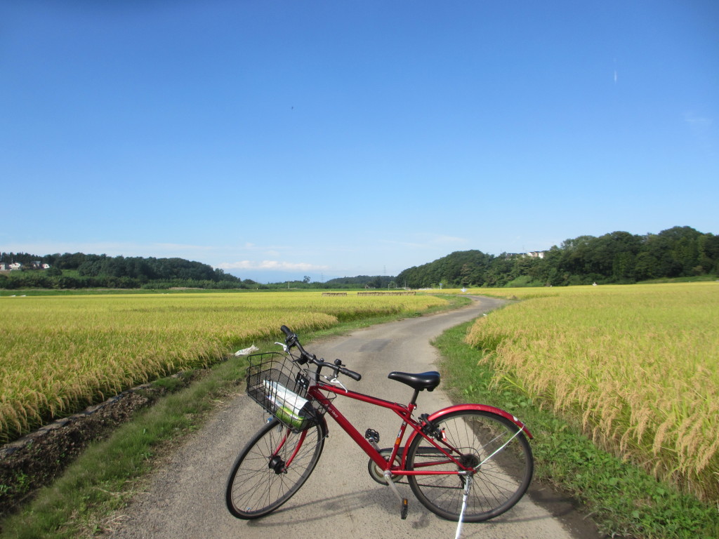 見えるはただ稲穂のみ