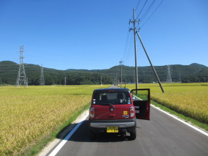 稲穂の中の紅一点